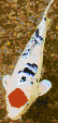 Hinomaru Koi<br/>Ready to Tile Mosaic Art