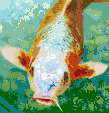 Hungry Koi<br/>Ready to Hang Mosaic Art