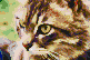 Intent Cat Face (small)<br/>Ready to Hang Mosaic Art