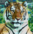Siberian Tiger<br/>Ready to Tile Mosaic Art