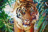Sumatran Tiger<br/>Ready to Hang Mosaic Art