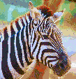 Zebra Head<br/>Ready to Hang Mosaic Art
