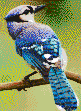 Blue Jay - Mosaic Tile Art