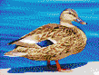 Female Mallard Duck - Tile Mosaic