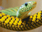Snakehead - Framed Mosaic Wall Art