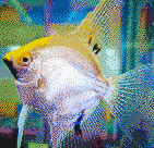 Gold Angelfish - Mosaic Tile Art