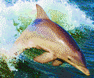 Dolphin Jumping in Wake - Mosaic Tile Art