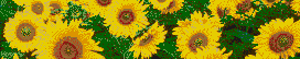 Sunflowers - Mosaic Tile Art
