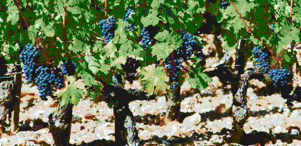 Bordeaux Vineyard - Mosaic Tile Art
