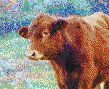 Simmental Calf (Cow) - Framed Mosaic Wall Art