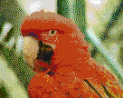 Red and Green Macaw - Framed Mosaic Wall Art