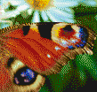 Peacock Butterfly Wing - Tile Mosaic