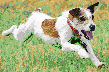 Terrier Racing - Framed Mosaic Wall Art