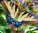 Swallowtail Butterfly - Framed Mosaic Wall Art