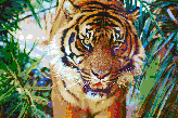 Sumatran Tiger - Framed Mosaic Wall Art