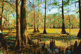 Louisiana Swamp - Framed Mosaic Wall Art